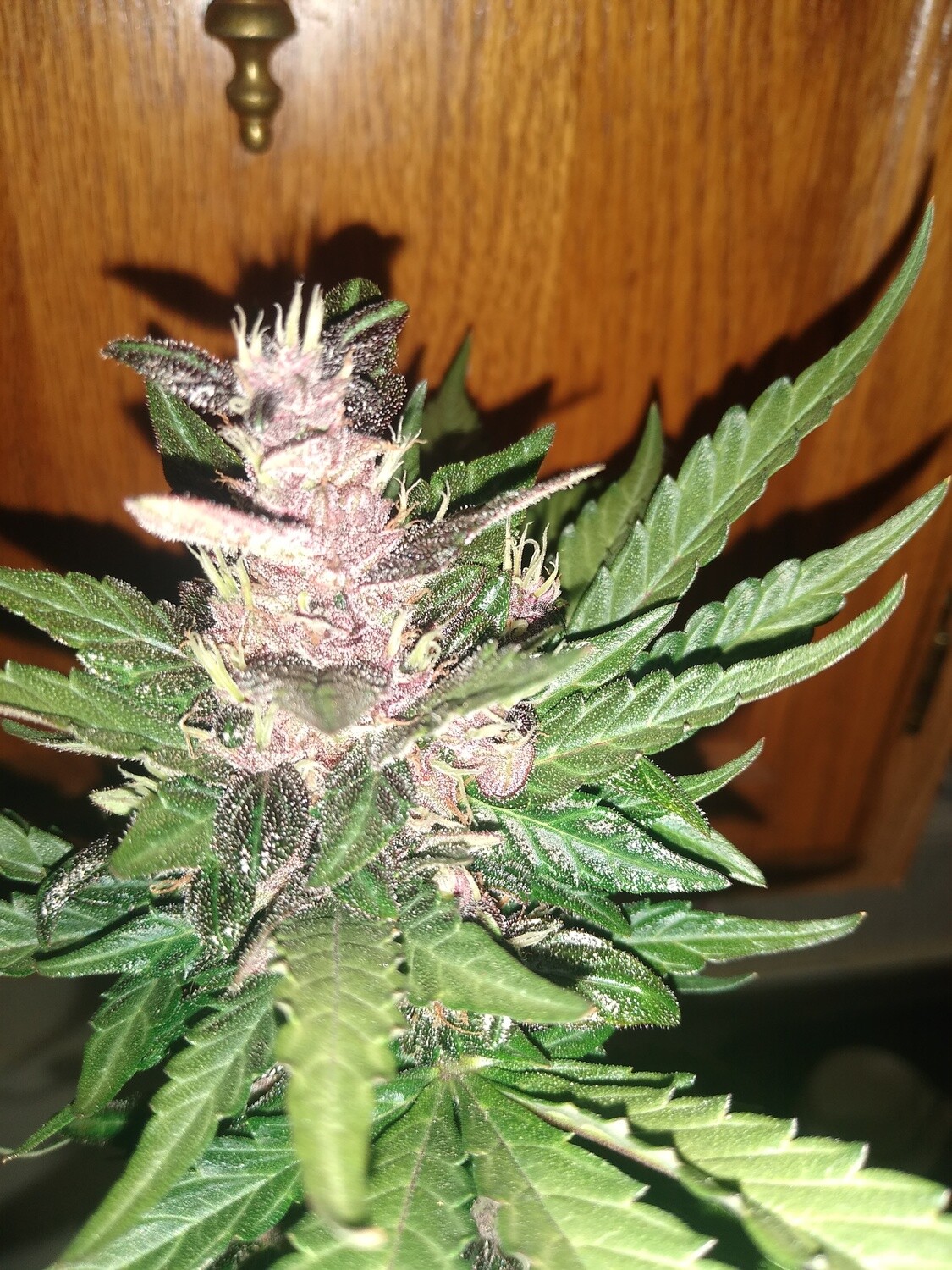 ChaoticSeed Breeder Bundle Collection 44 seeds &quot;Strains On Site&quot;