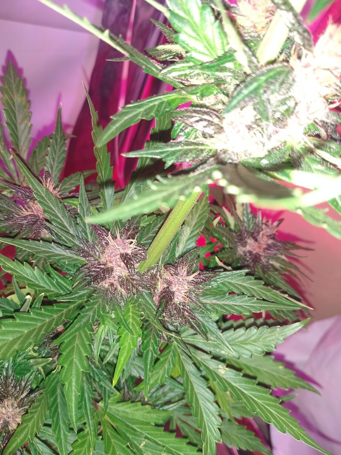 Critical Banger x Gruntz f1 Autoflower 10 Pack