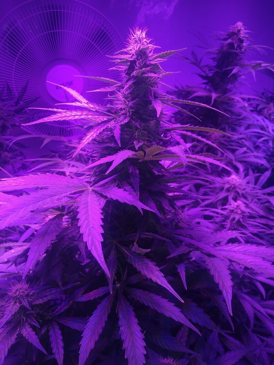 ChaoticGeneticz Seed Breeder Bundle Collection 60 seeds &quot;All Strains On Site&quot;