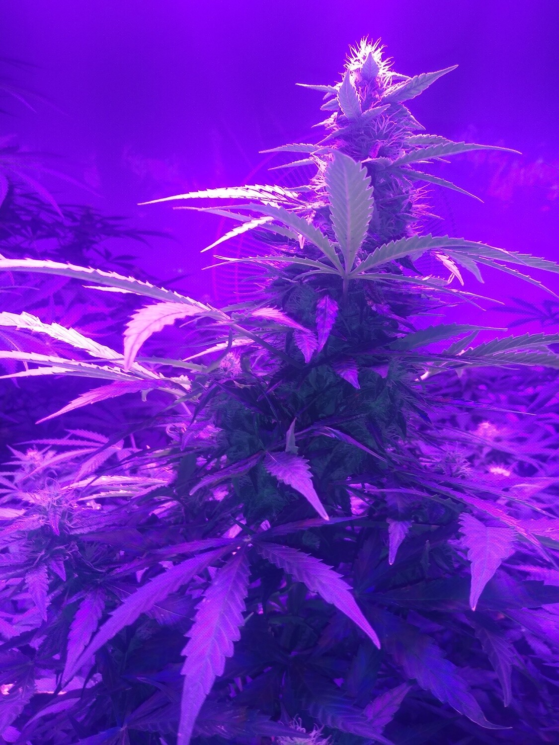 ChaoticGeneticz Seed Breeder Bundle Collection 60 seeds &quot;All Strains On Site&quot;
