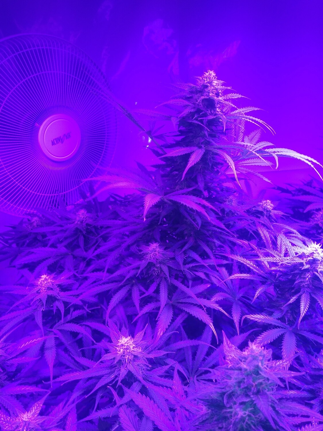 ChaoticGeneticz Seed Breeder Bundle Collection 60 seeds &quot;All Strains On Site&quot;
