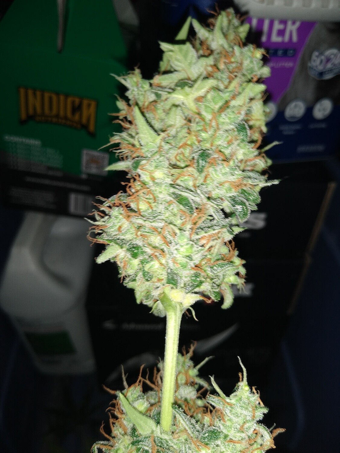 ChaoticGeneticz Seed Breeder Bundle Collection 60 seeds &quot;All Strains On Site&quot;