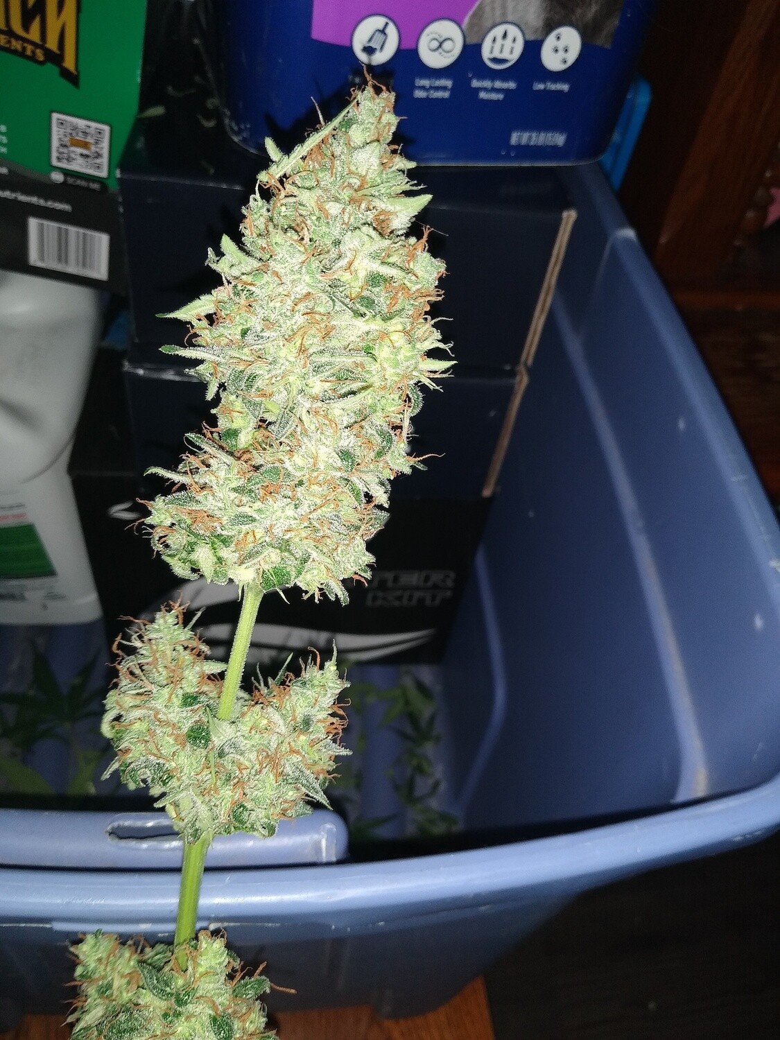 ChaoticGeneticz Seed Breeder Bundle Collection 60 seeds &quot;All Strains On Site&quot;