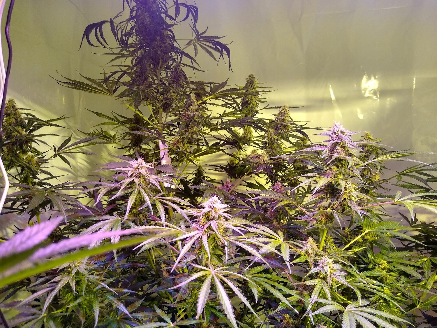 ChaoticGeneticz Seed Breeder Bundle Collection 60 seeds &quot;All Strains On Site&quot;