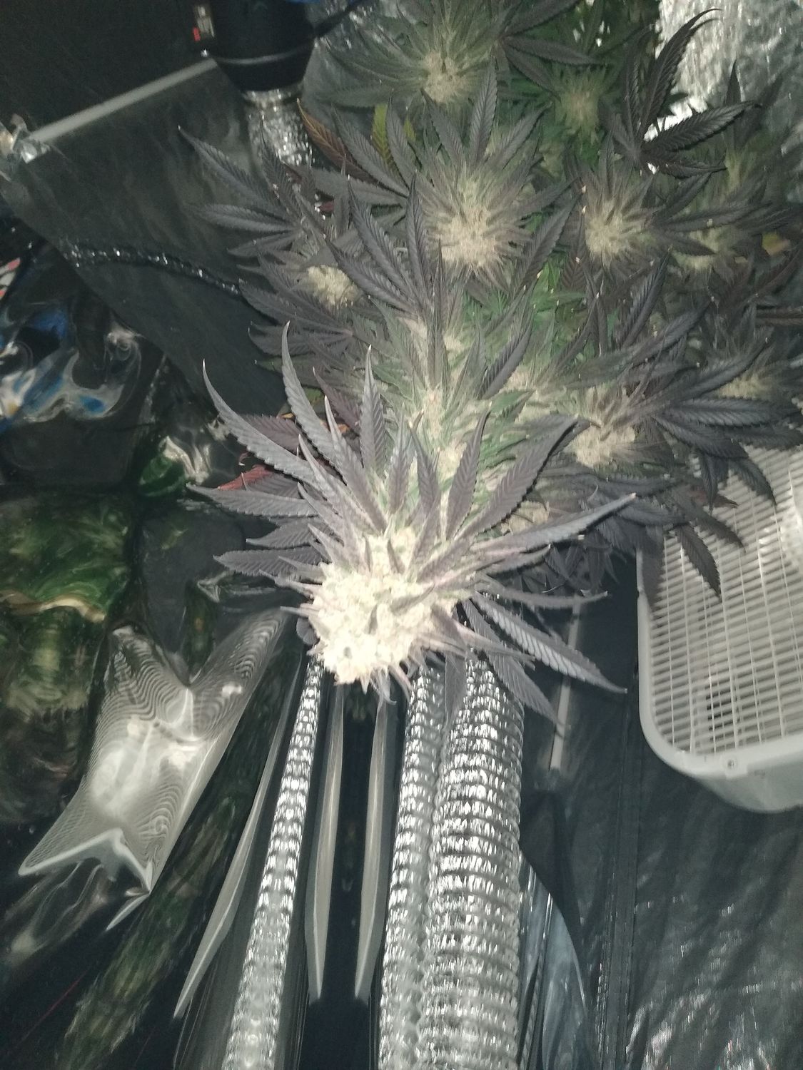 Eazy Breeders Bundle D.I.Y Cannabis Breeding GorillaGlue4 x CriticalBanger F1 Seeds  20 Seeds GorillaGlue4 Feminized 20 Seeds CriticalBanger Rbx1 20 Seeds + CriticalBanger+GG4 Pollen
