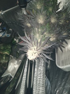 Eazy Breeders Bundle D.I.Y Cannabis Breeding GorillaGlue4 x CriticalBanger F1 Seeds  20 Seeds GorillaGlue4 Feminized 20 Seeds CriticalBanger Rbx1 20 Seeds + CriticalBanger+GG4 Pollen