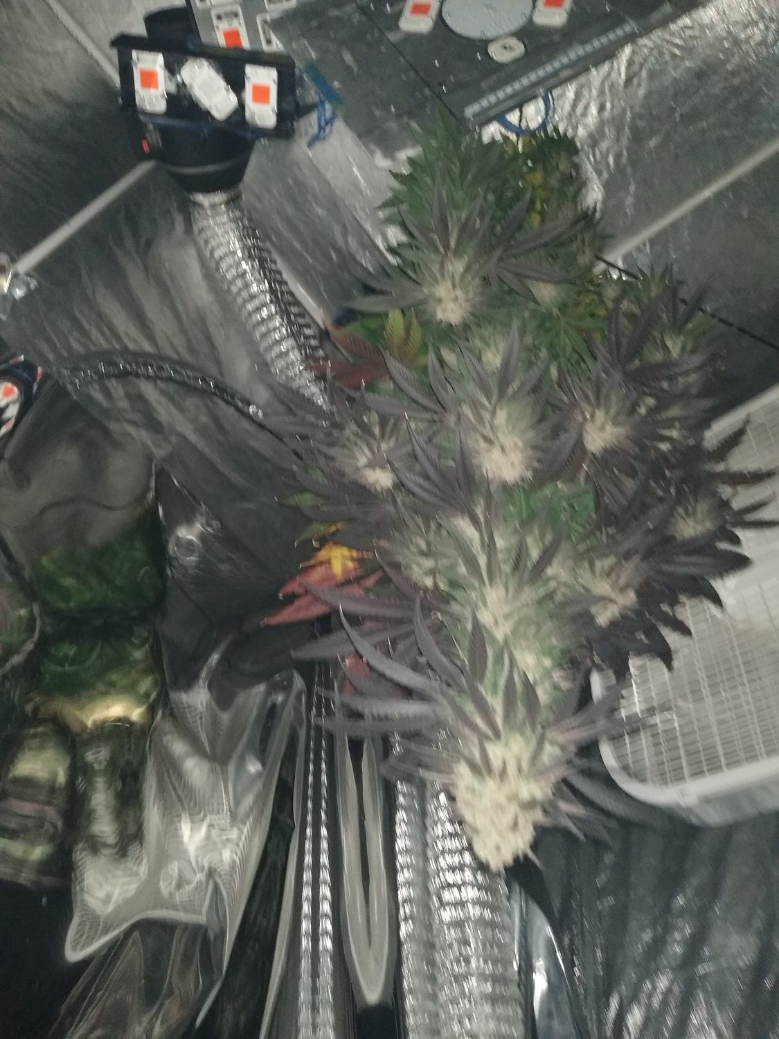 Eazy Breeders Bundle D.I.Y Cannabis Breeding GorillaGlue4 x CriticalBanger F1 Seeds  20 Seeds GorillaGlue4 Feminized 20 Seeds CriticalBanger Rbx1 20 Seeds + CriticalBanger+GG4 Pollen