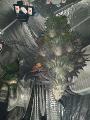 Eazy Breeders Bundle D.I.Y Cannabis Breeding GorillaGlue4 x CriticalBanger F1 Seeds  20 Seeds GorillaGlue4 Feminized 20 Seeds CriticalBanger Rbx1 20 Seeds + CriticalBanger+GG4 Pollen