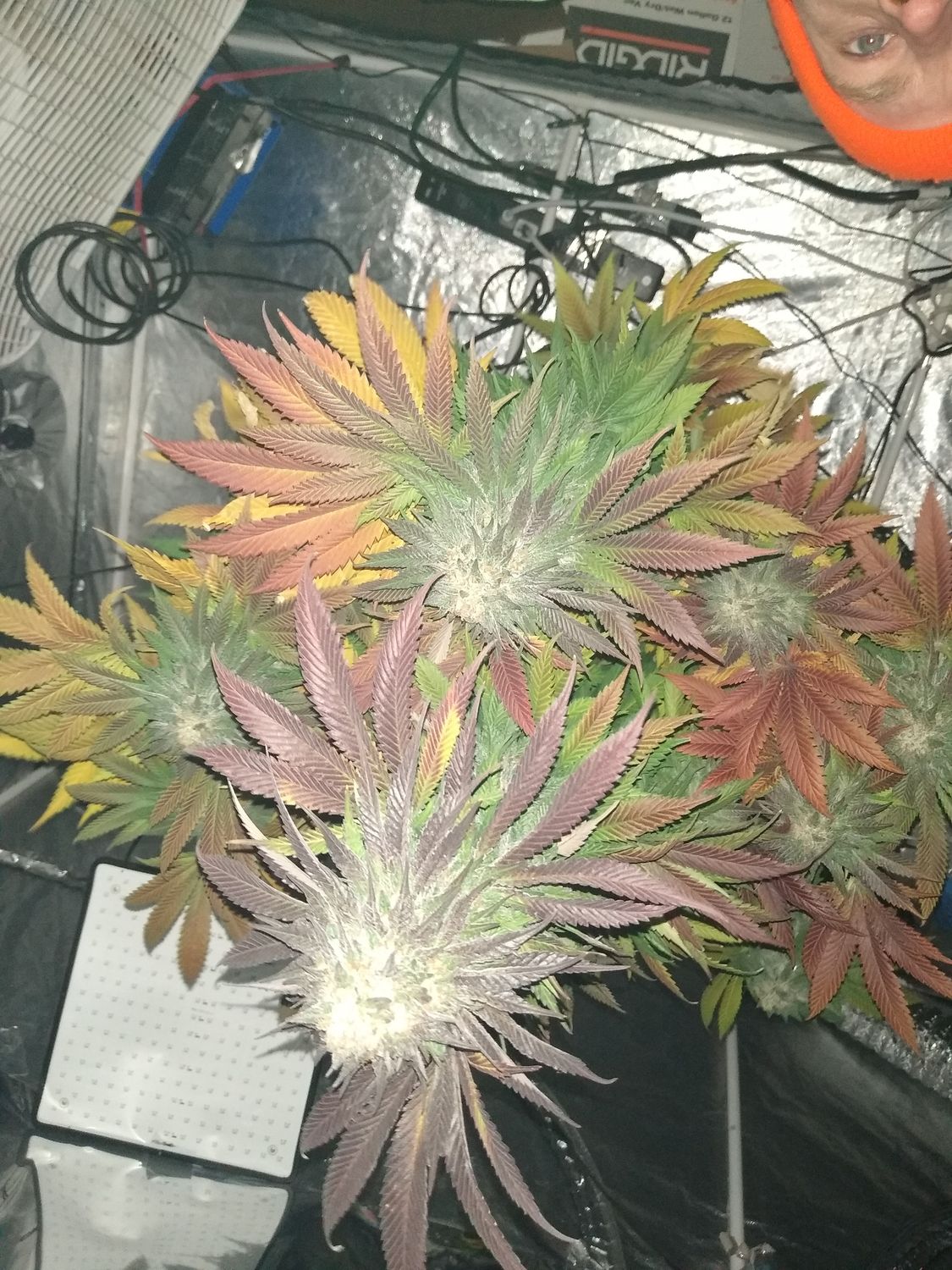 Eazy Breeders Bundle D.I.Y Cannabis Breeding GorillaGlue4 x CriticalBanger F1 Seeds  20 Seeds GorillaGlue4 Feminized 20 Seeds CriticalBanger Rbx1 20 Seeds + CriticalBanger+GG4 Pollen