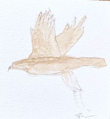 Minimalist watercolor bird illustration, small original hand-painted artwork
