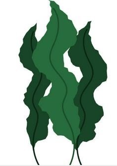 Wakamé Bio 1Kg