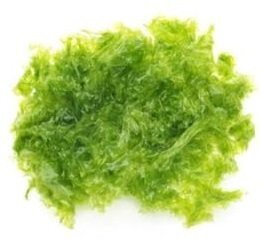 Laitue de Mer Bio 1Kg