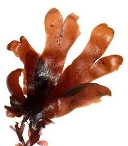 Dulse déshydratée Bio 1Kg