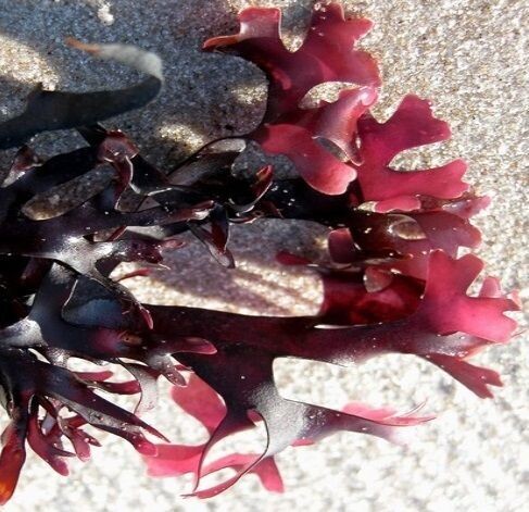Chondrus déshydraté  moins d'1mm France  15 KG