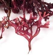 Chondrus déshydraté  moins d'1mm France  15 KG