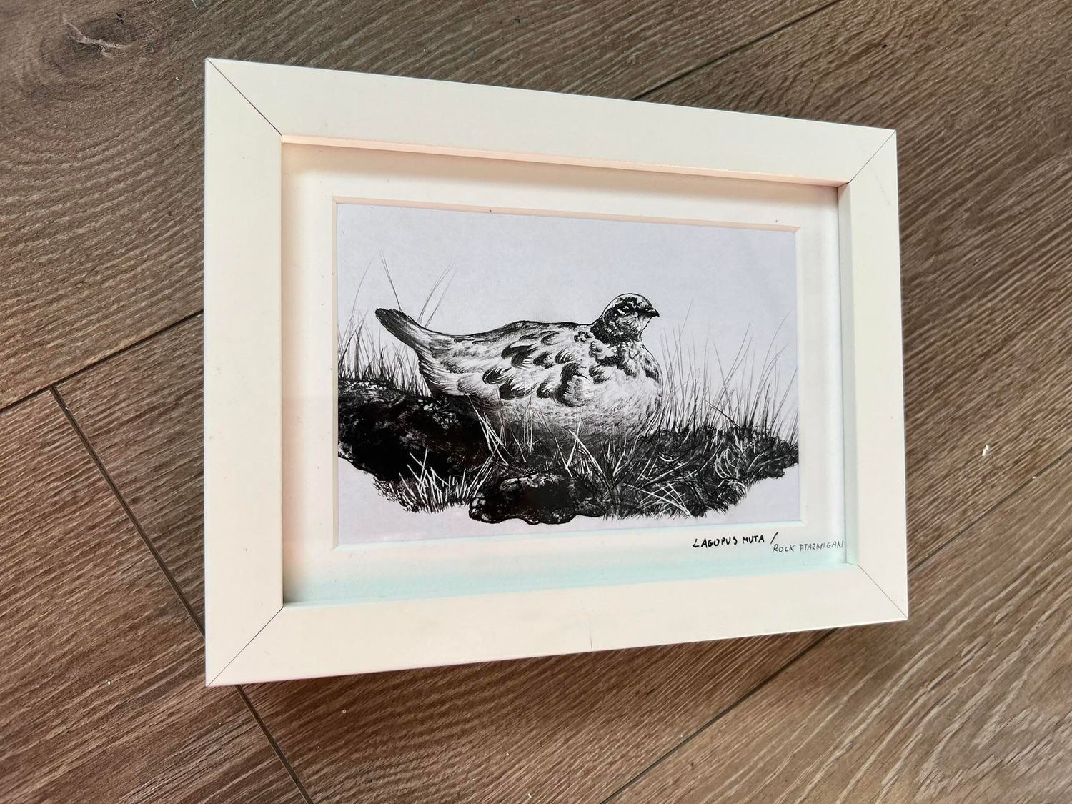 Rock Ptarmigan