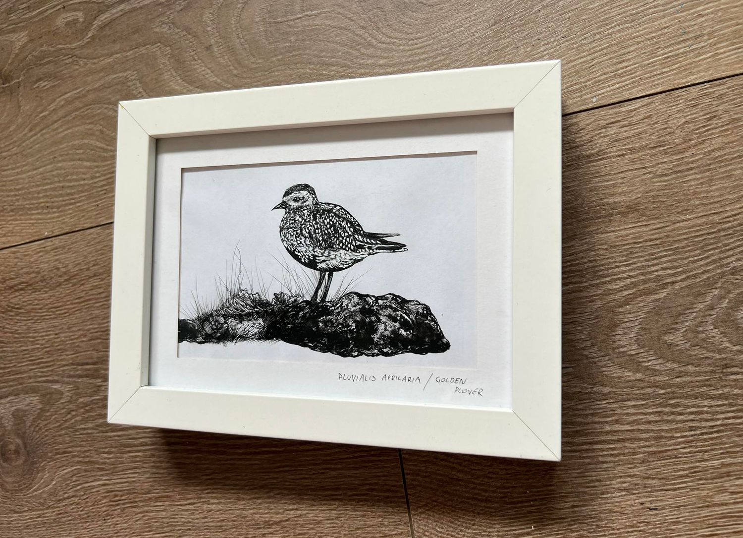 Golden Plover