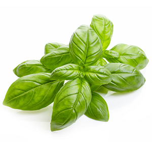 Basil Essential Oil _15 ml (US 1/2  FL Oz)