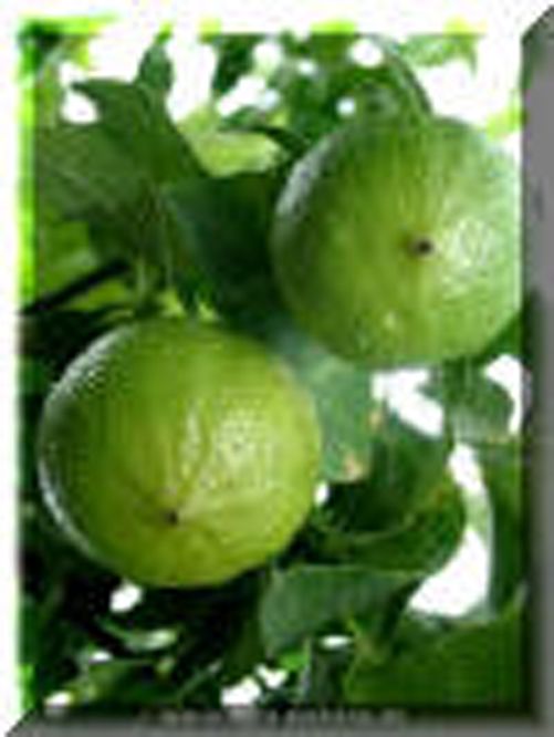 Bergamot Essential Oil - 1/2 FL oz (15 ml)