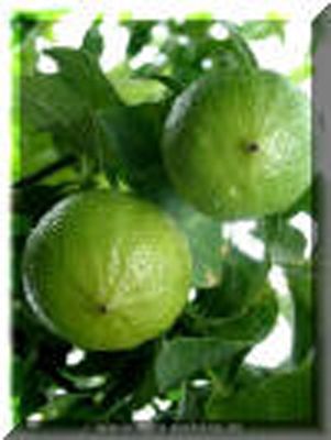 Bergamot Essential Oil - 1/2 FL oz (15 ml)