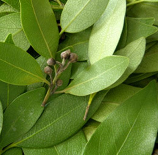 Bay Essential Oil_1/2 Oz