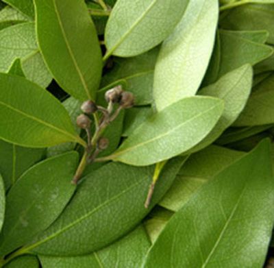 Bay Essential Oil_1/2 Oz