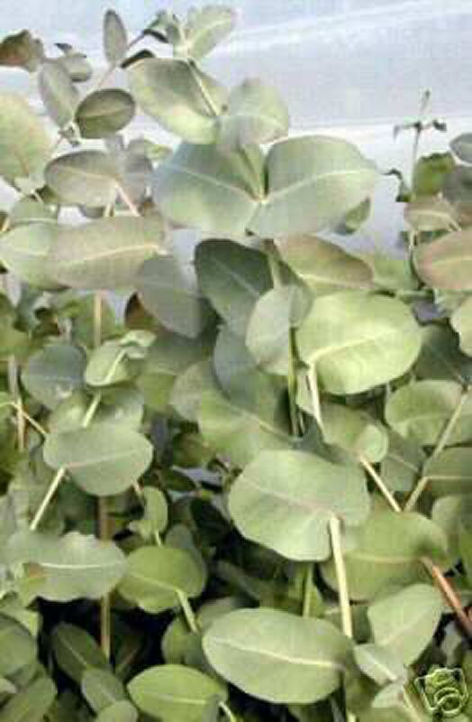 Eucalyptus Essential Oil_1/2 Oz (15 Ml)