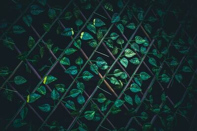 Trellises