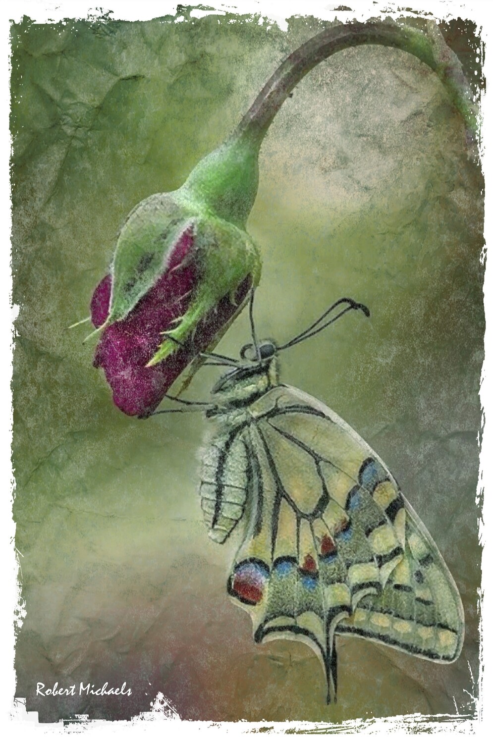 &quot;BUTTERFLY ON A ROSEBUD&quot; 
by Robert Michaels