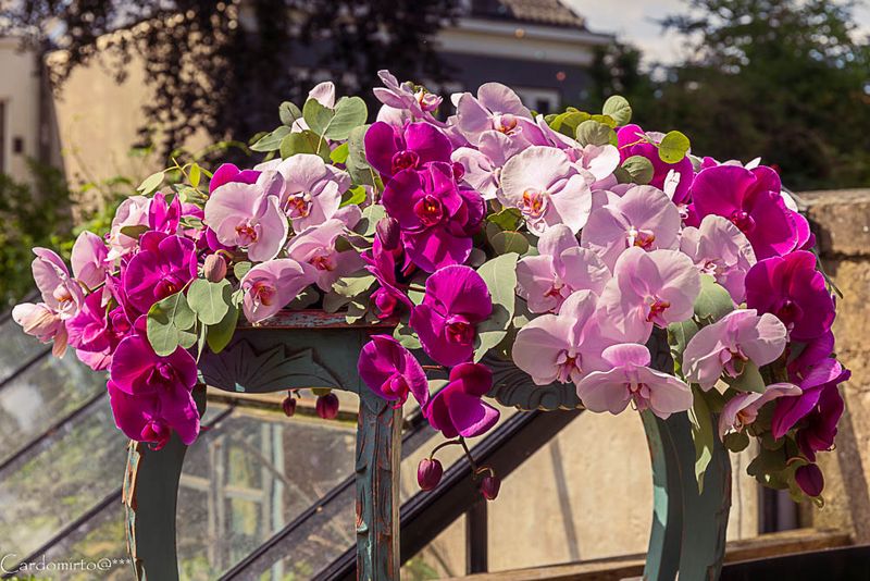 Orchids