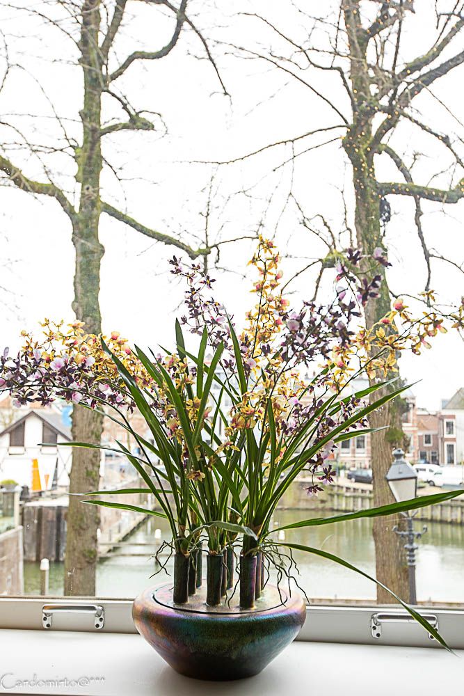 Zijde Orchidee