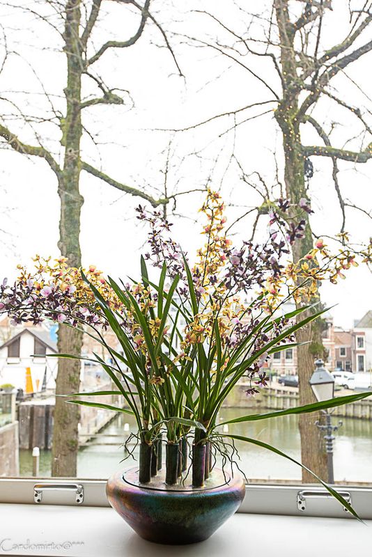 Zijde Orchidee