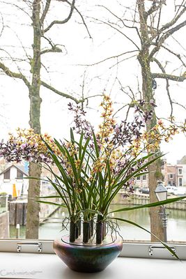 Zijde Orchidee