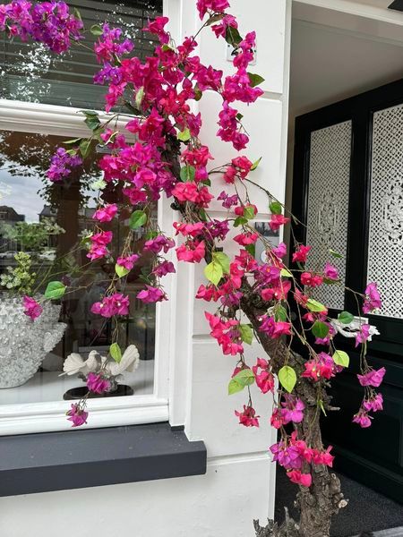bougainville