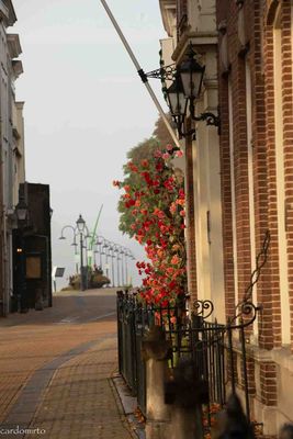 gevelversiering geranium
