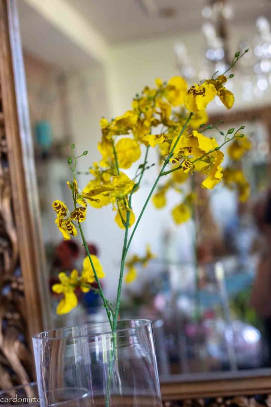 Oncidium