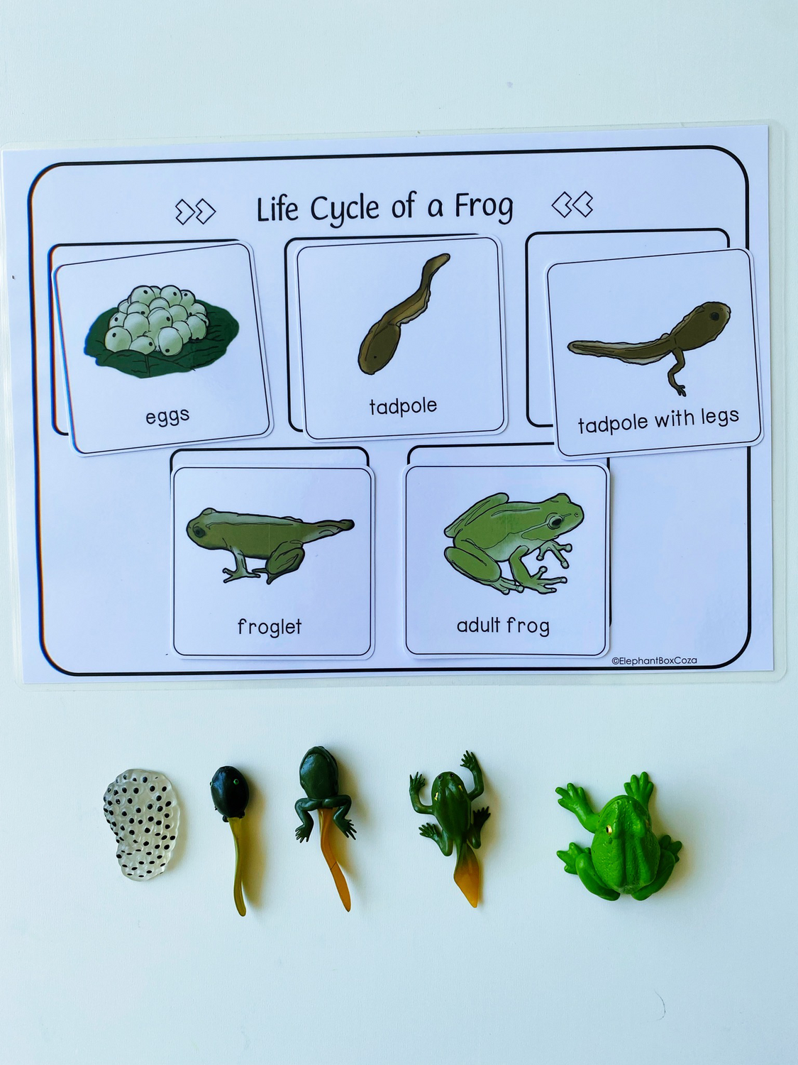 Life Cycle Of A Frog