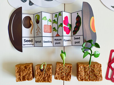 Life Cycle of Plant kit