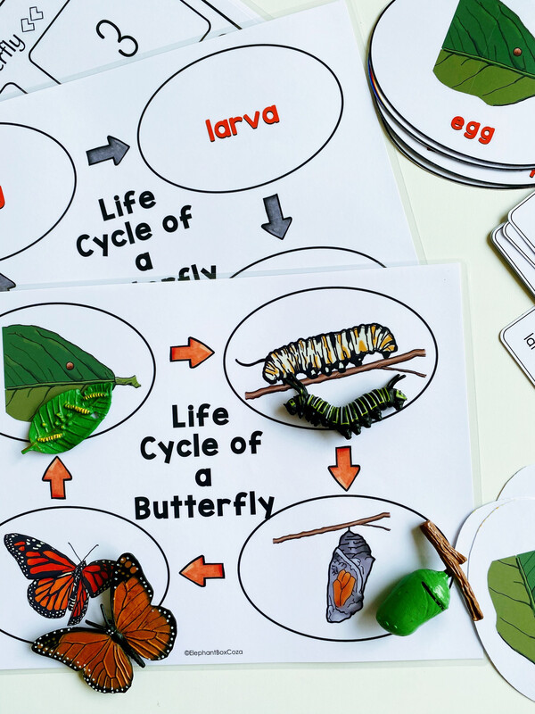 Life Cycle Of A Butterfly Set