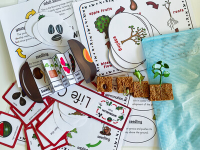 Life Cycle of Plant kit