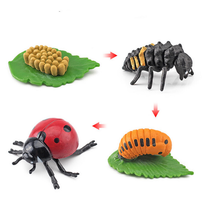Life Cycle of a Ladybug