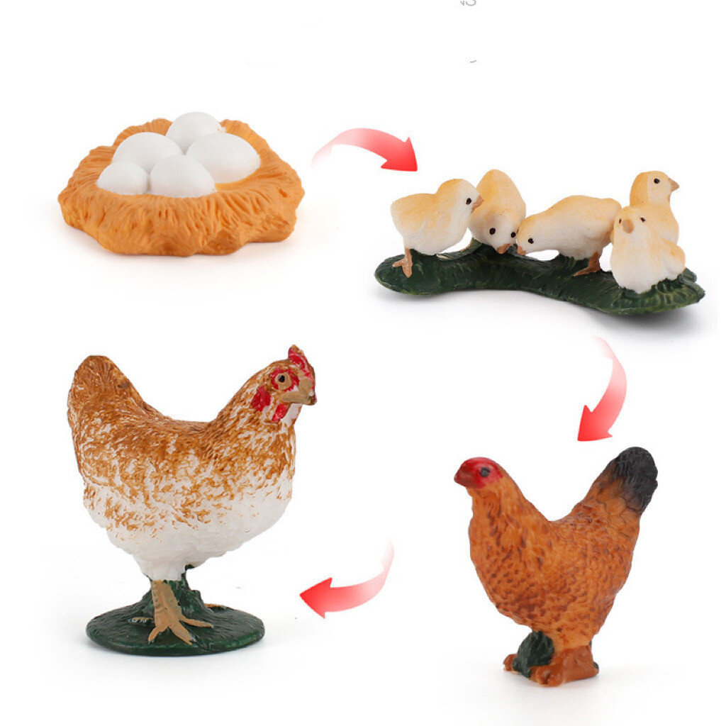 Life Cycle of a Chicken