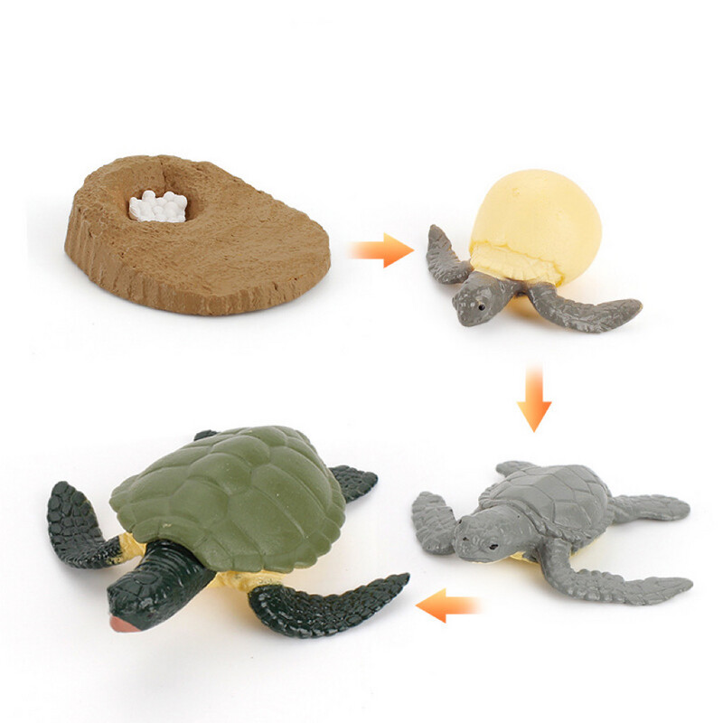Life Cycle Of Sea Turtle