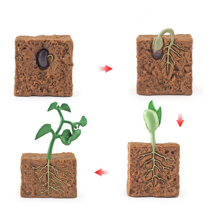 Life Cycle of Green Bean Plant