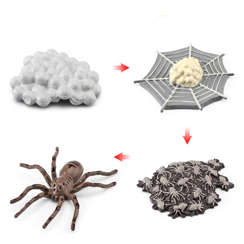 Life Cycle of a Spider
