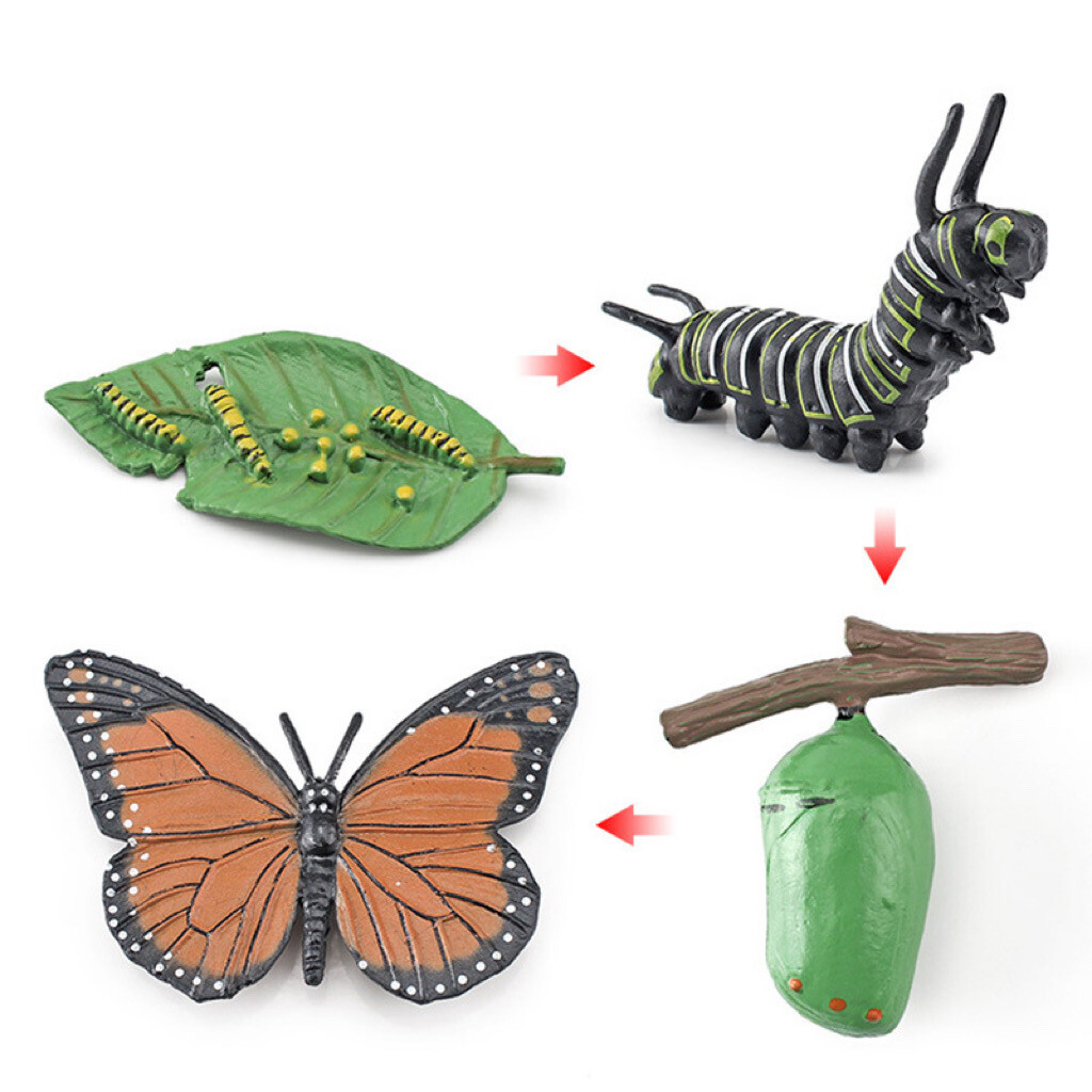 Life Cycle of a Butterfly