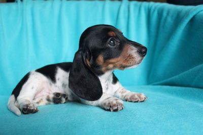 Dachshund For Sale