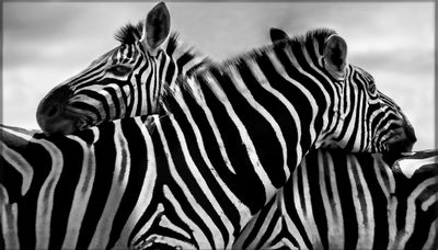 Zebra Couple - Canvas Print