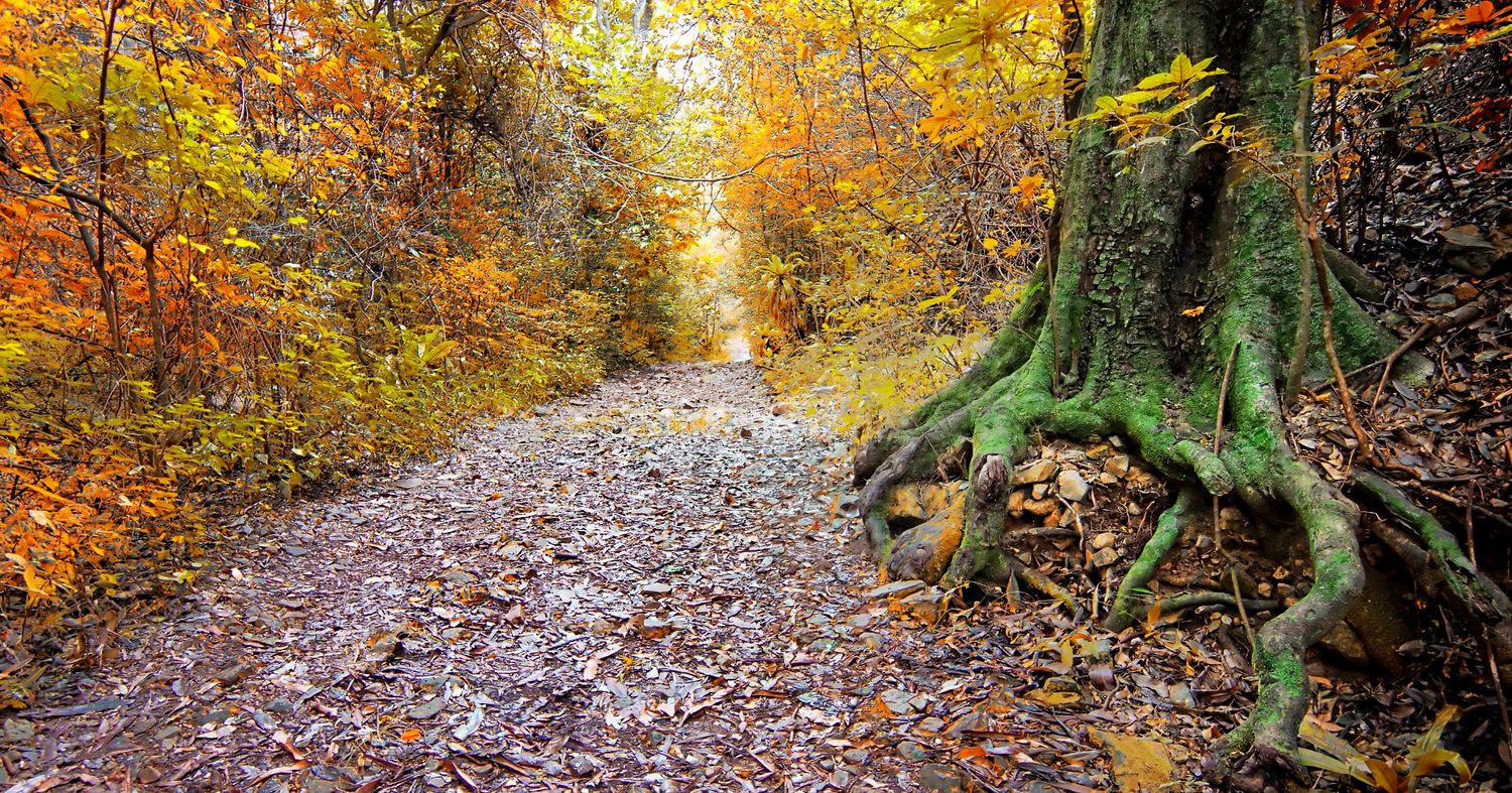 Autumn Forest Canvas Print