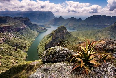 Blyde Canyon Aloes